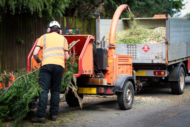 Best Lawn Disease Treatment  in Coyne Center, IL