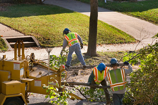 How Our Tree Care Process Works  in  Coyne Center, IL