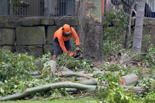 Best Tree Trimming and Pruning  in Coyne Center, IL