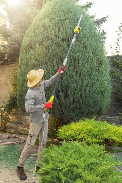 Best Tree Mulching  in Coyne Center, IL
